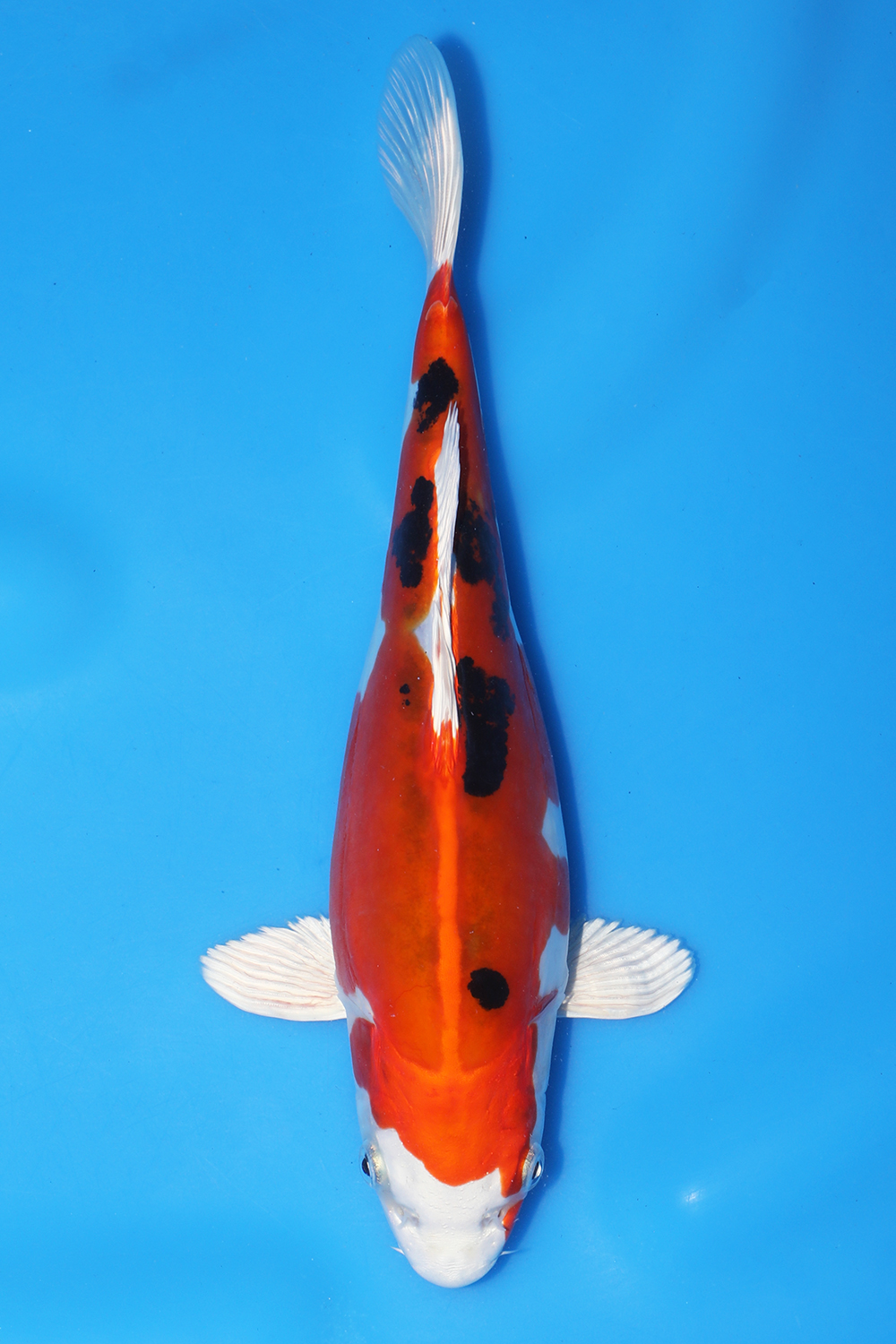 Yamatonishiki