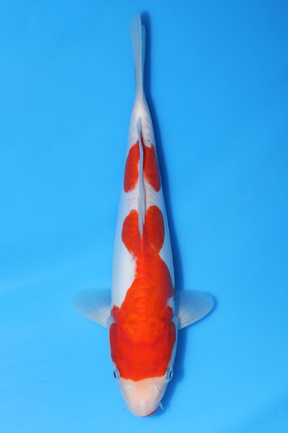 Doitsu Kohaku