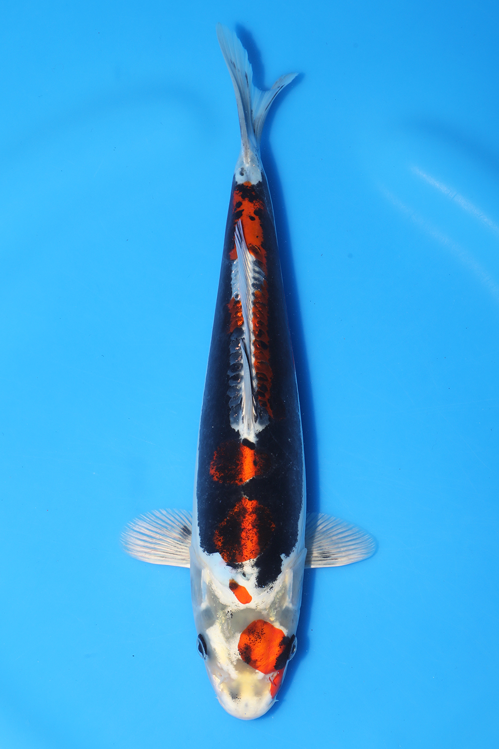Beni Kikokuryu