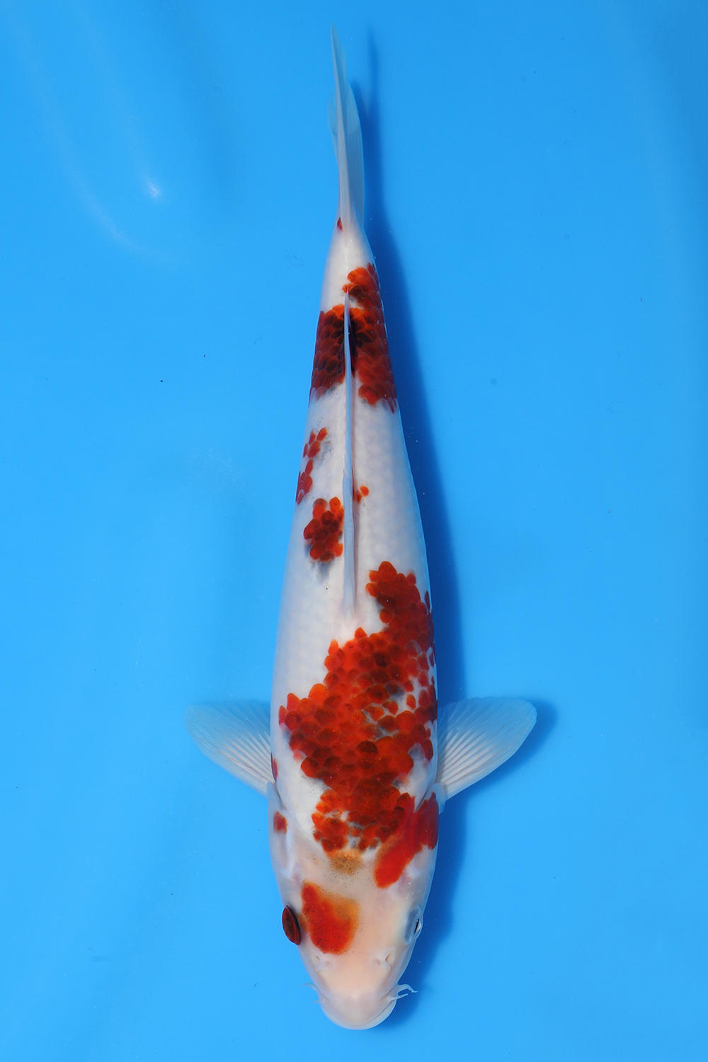 Goromo