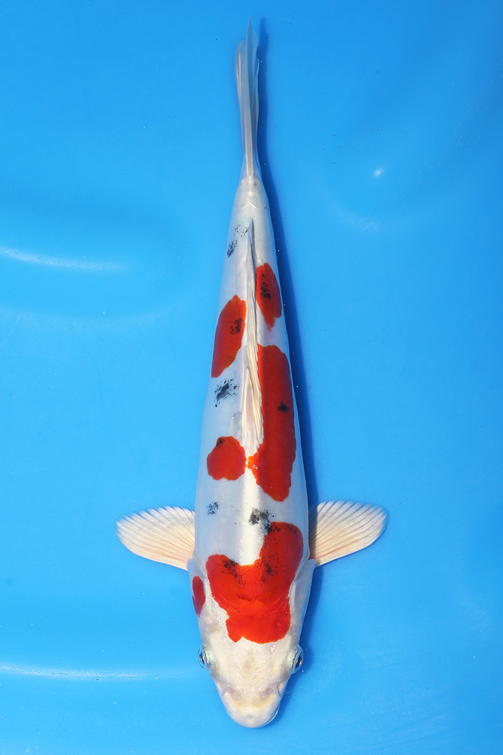 Yamatonishiki
