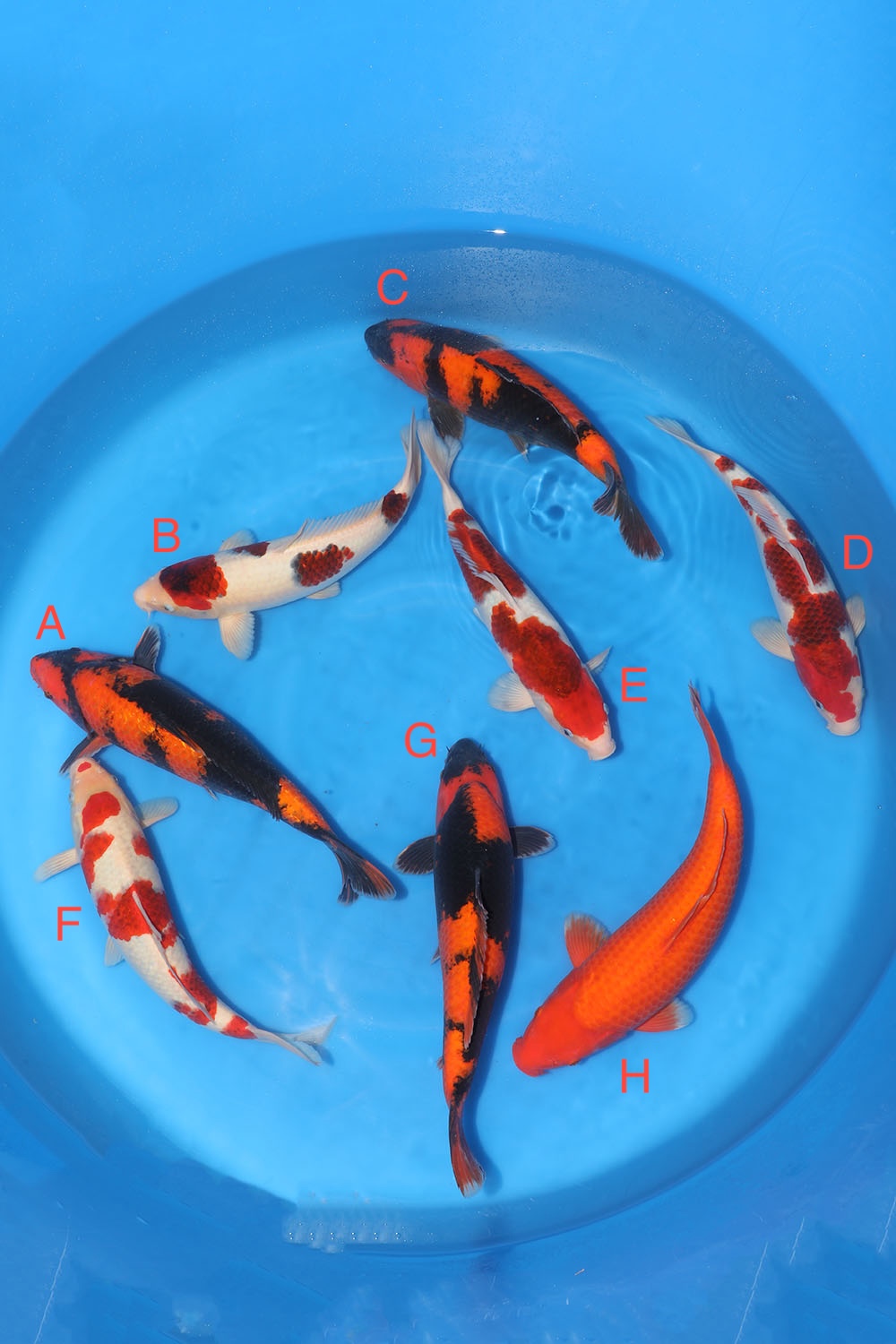 Nisai Mix