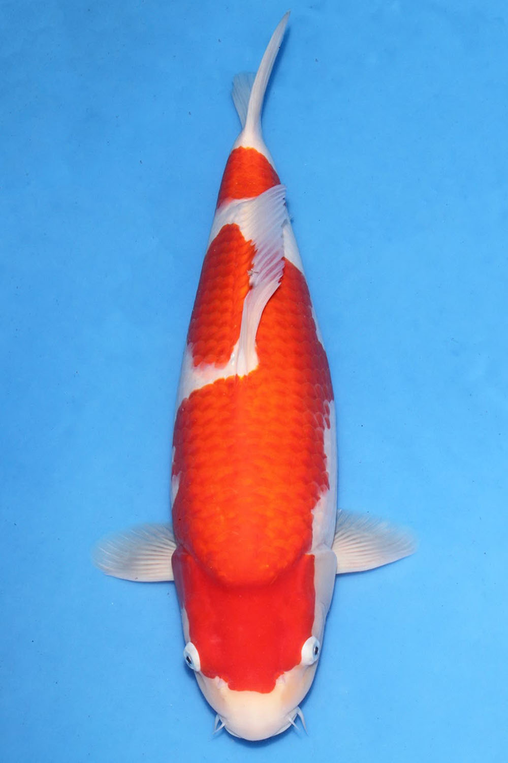 Kohaku