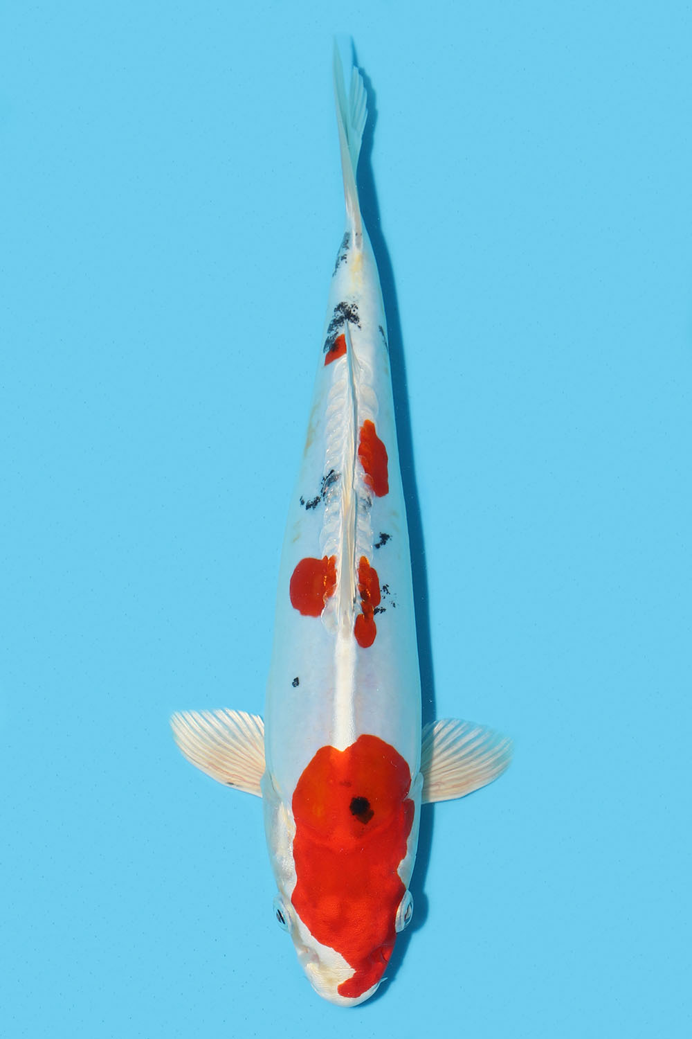 Yamatonishiki