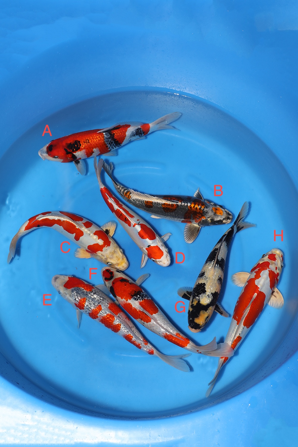 Nisai Mix