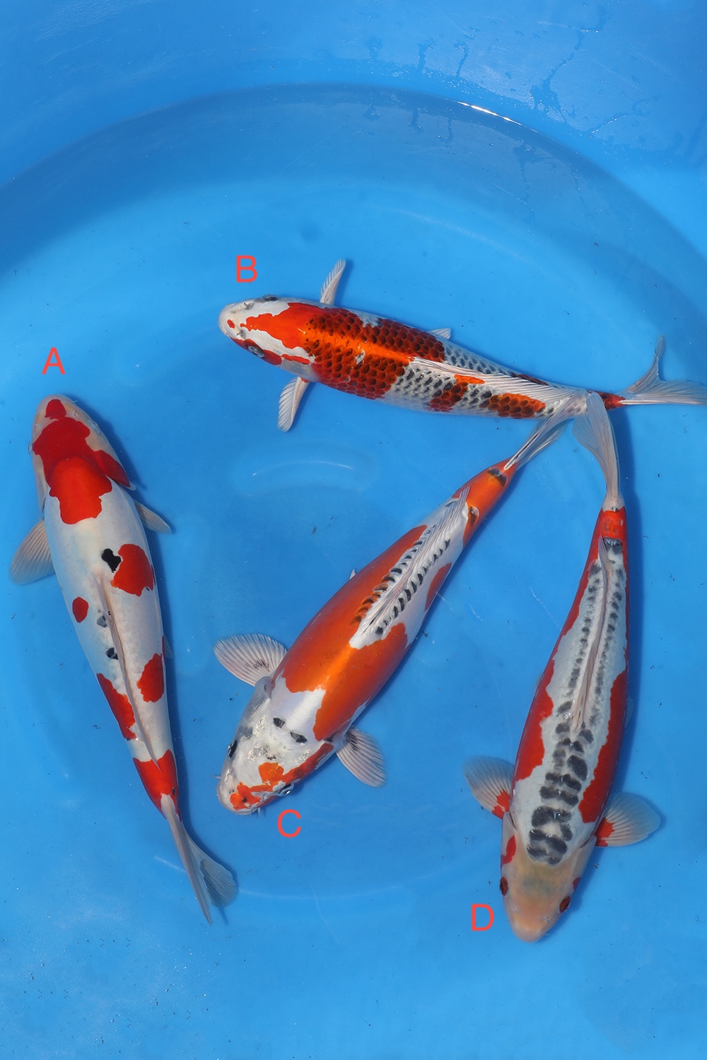 Nisai Mix