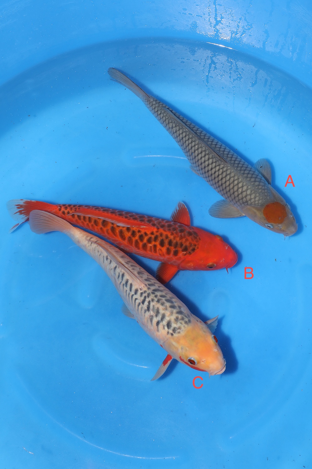 Nisai Mix