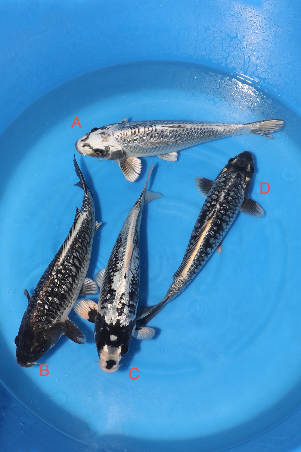 Aragoke Nisai
