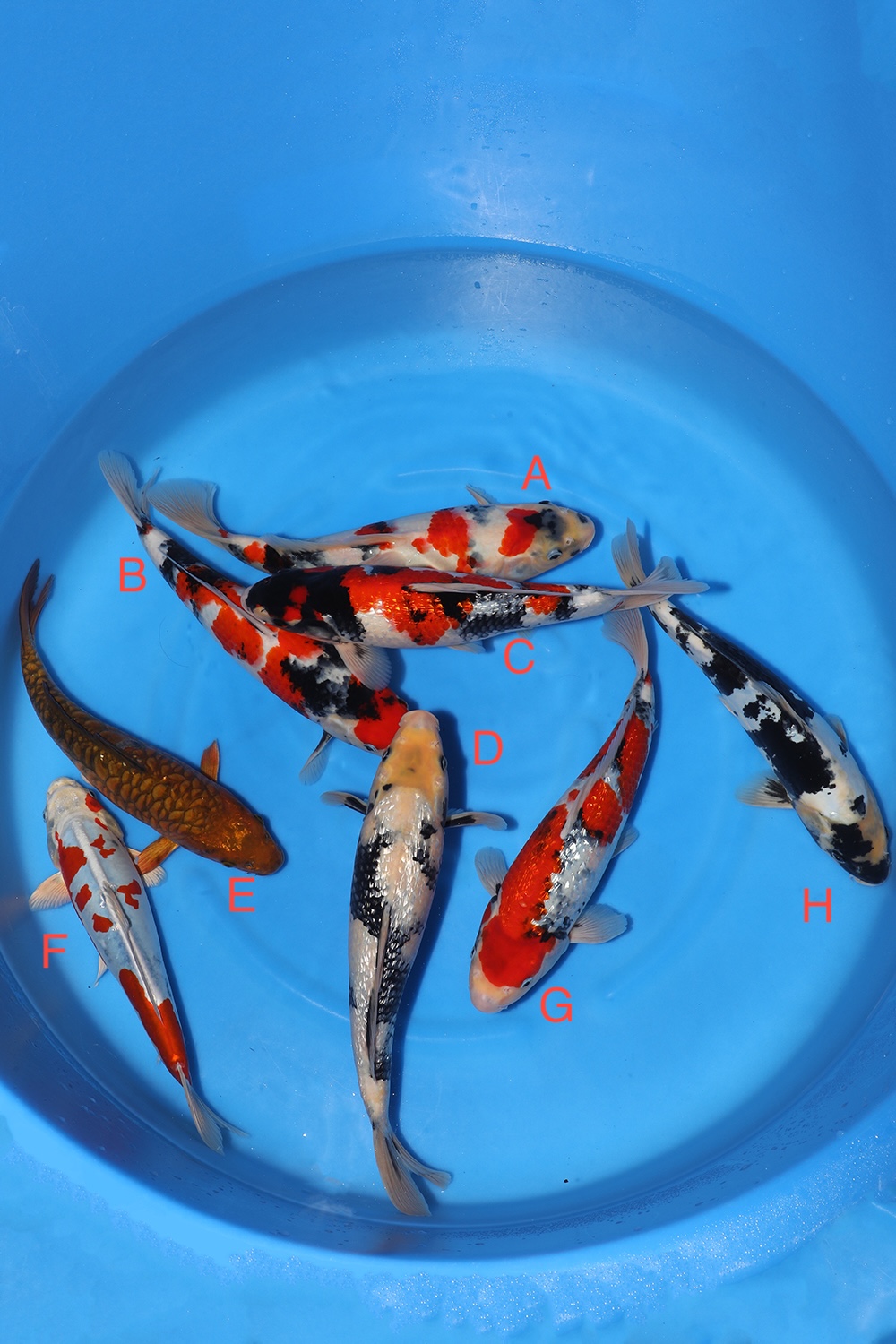 Nisai Mix
