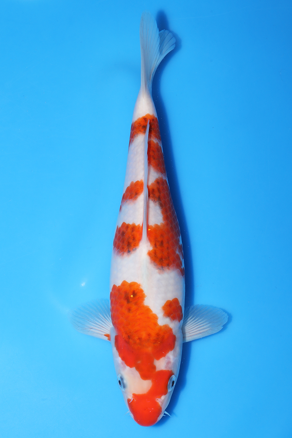 Ai Goromo