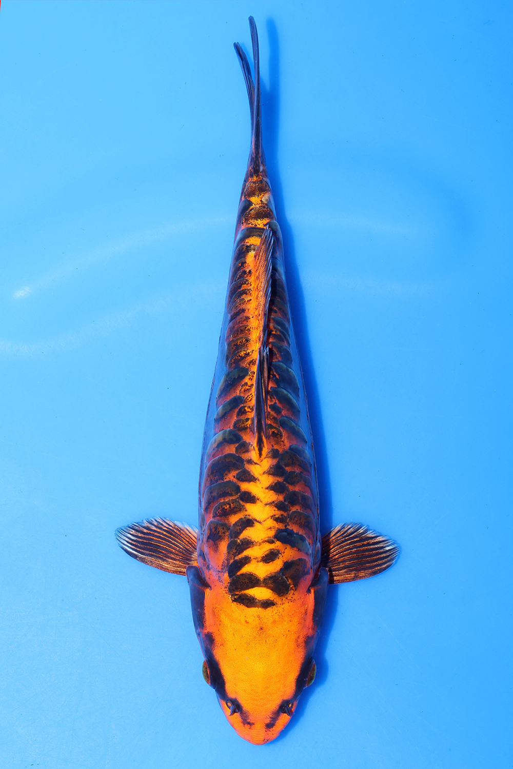 Kawarigoi
