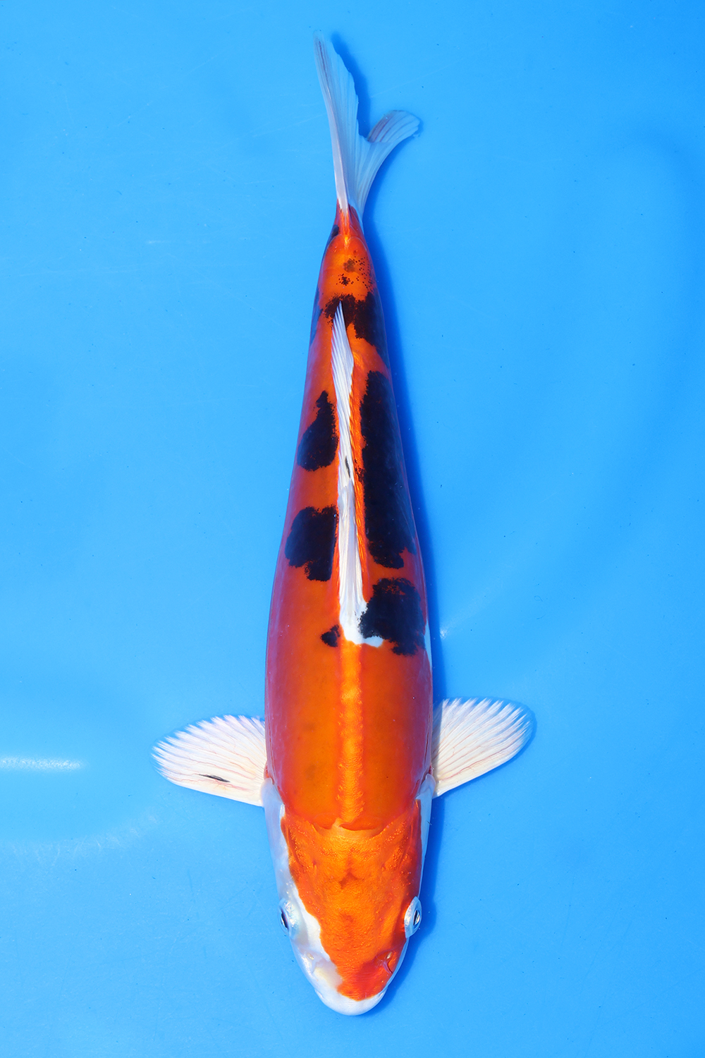 Yamatonishiki