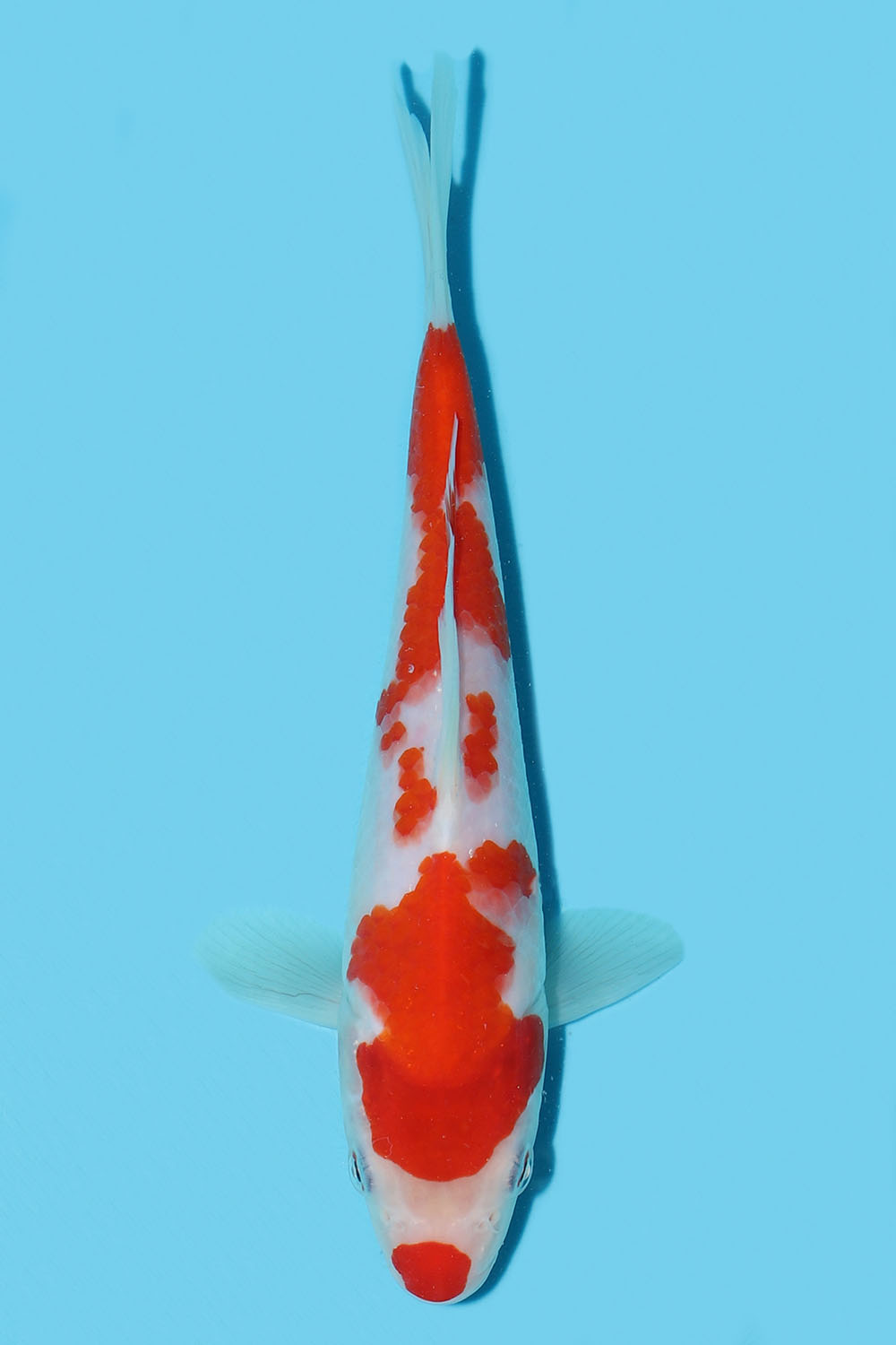 Kohaku