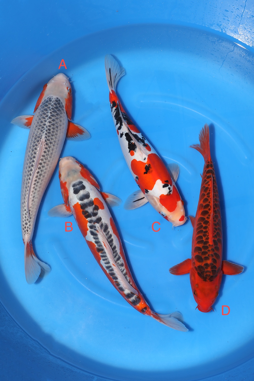 Nisai Mix