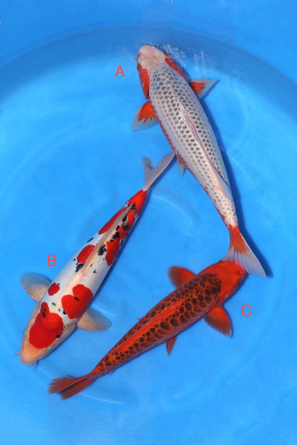 Nisai Mix