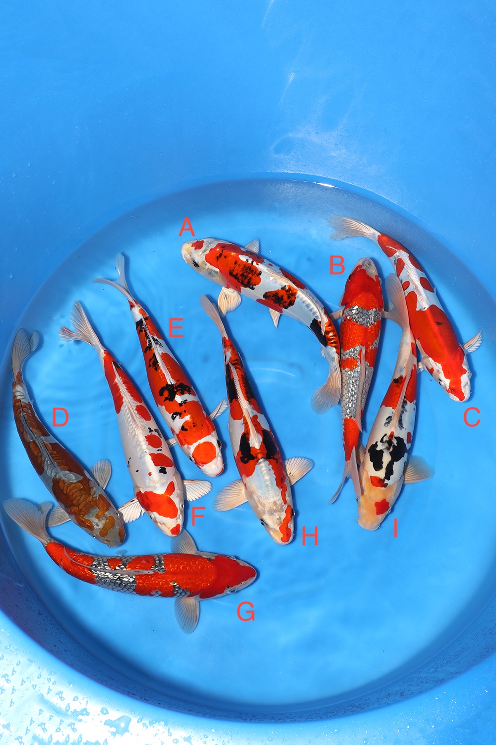 Nisai Mix