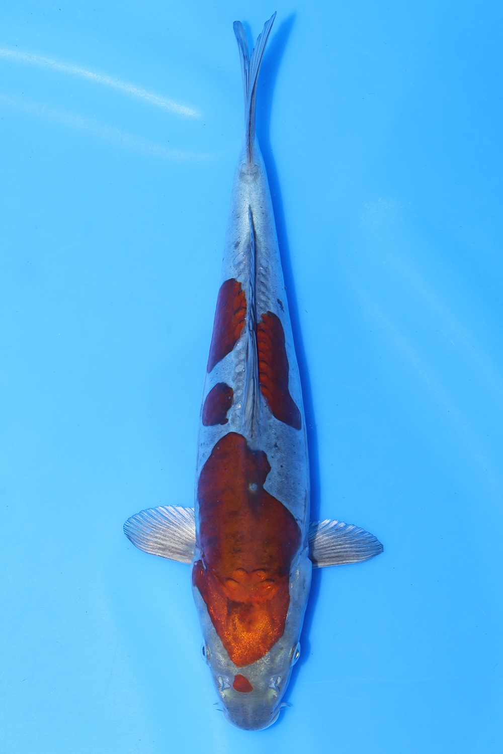 Doitsu Ochiba