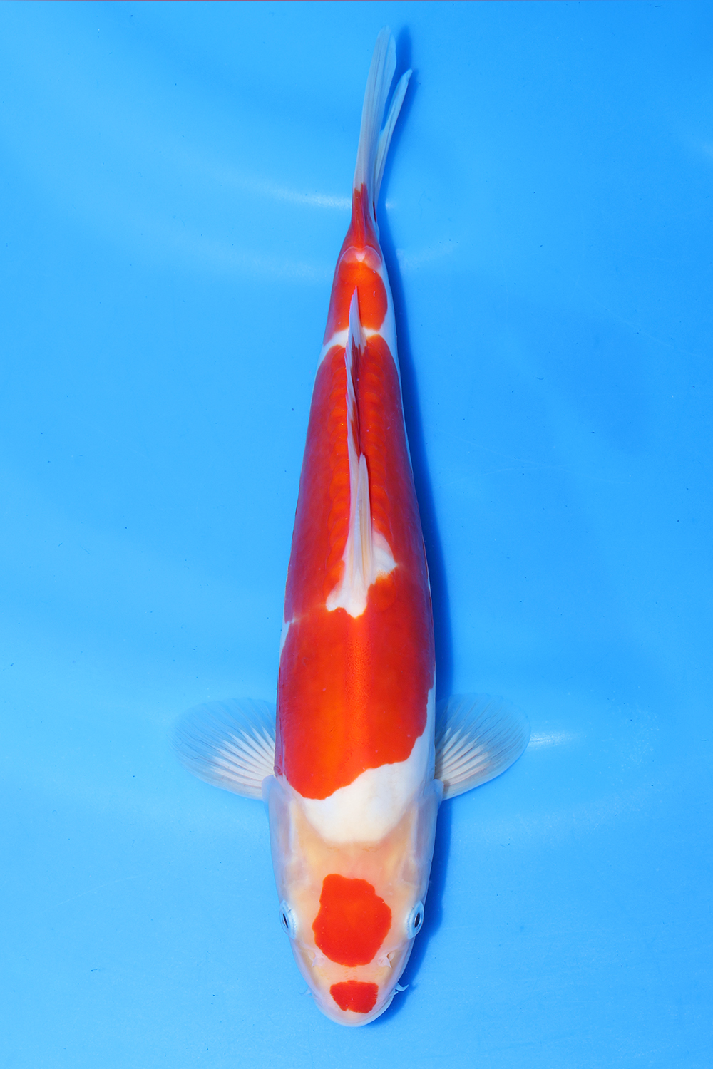 Doitsu Kohaku