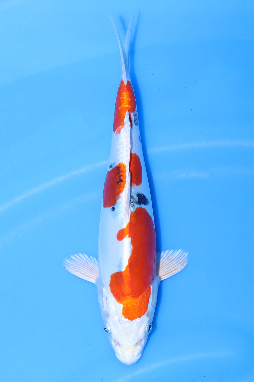 Yamatonishiki