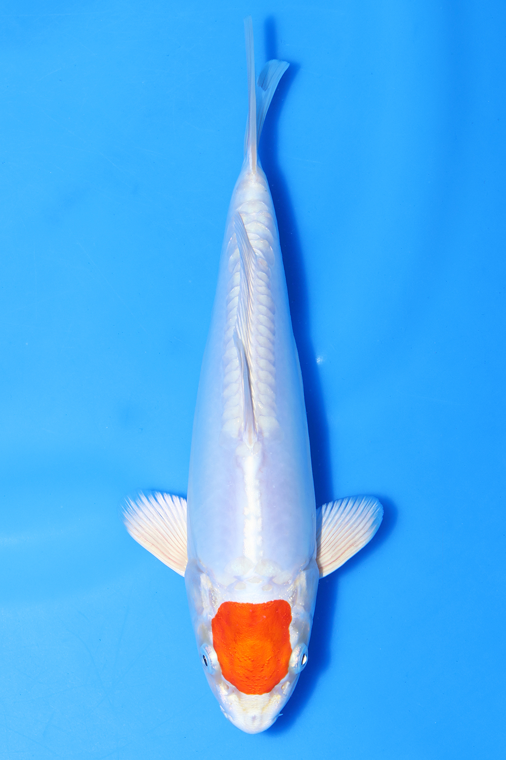 Tancho Kikusui