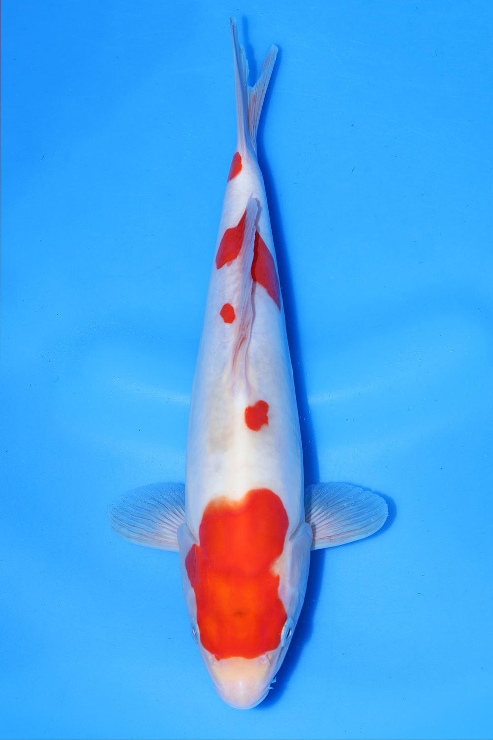 Doitsu Kohaku