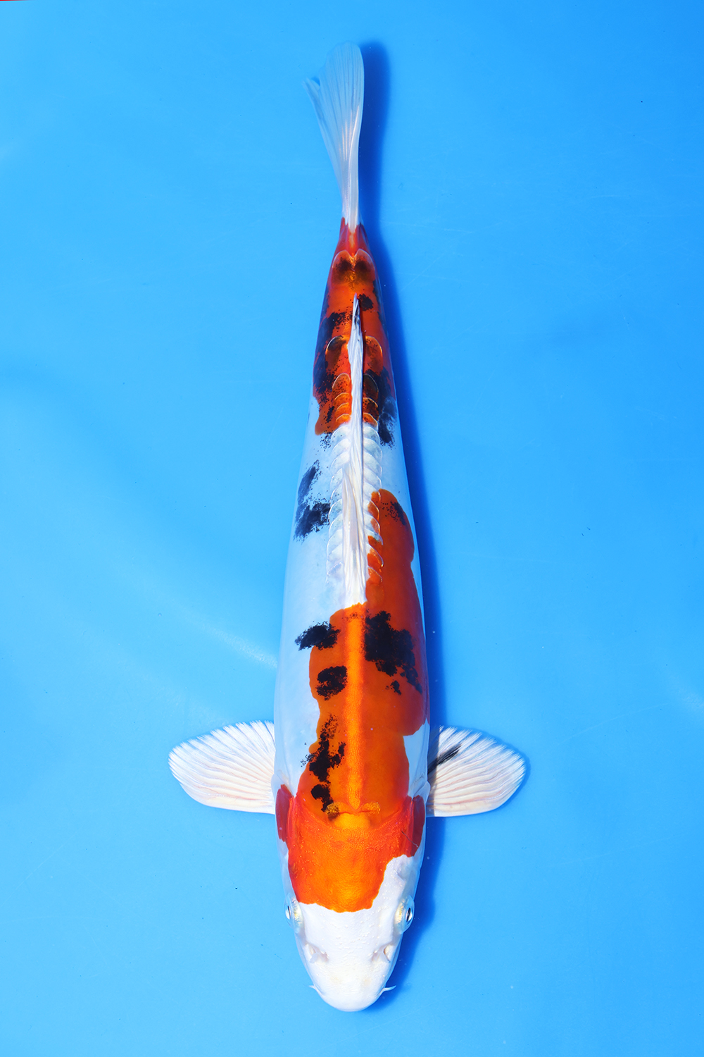 Yamatonishiki