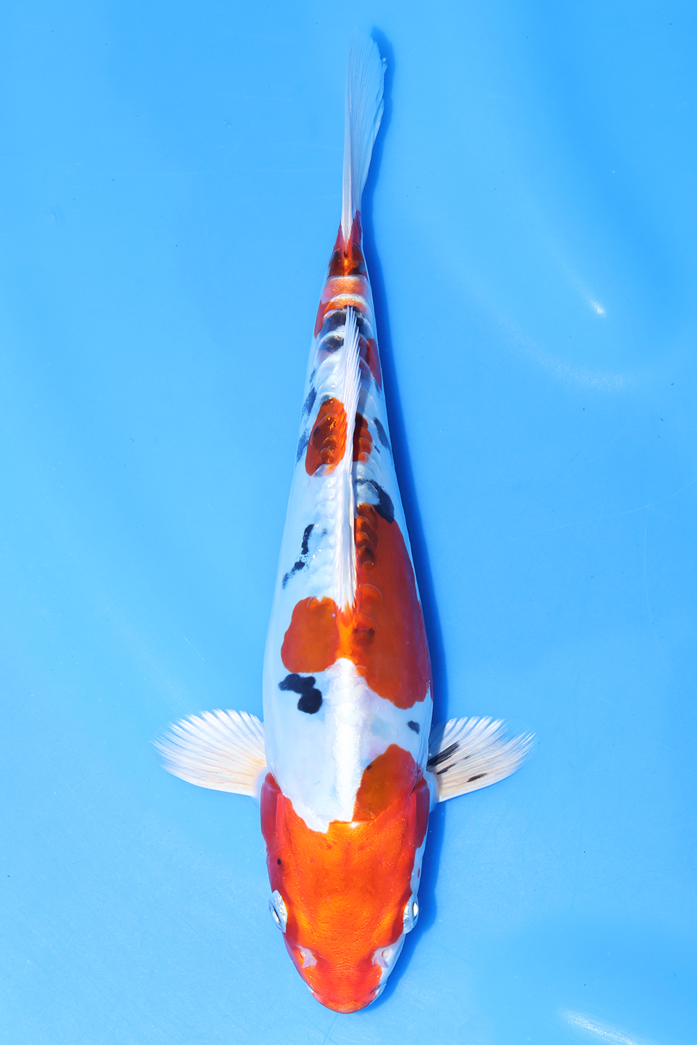 Yamatonishiki