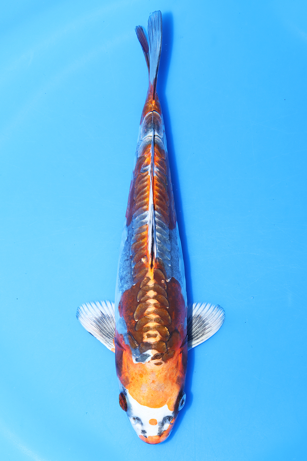 Beni Kikokuryu