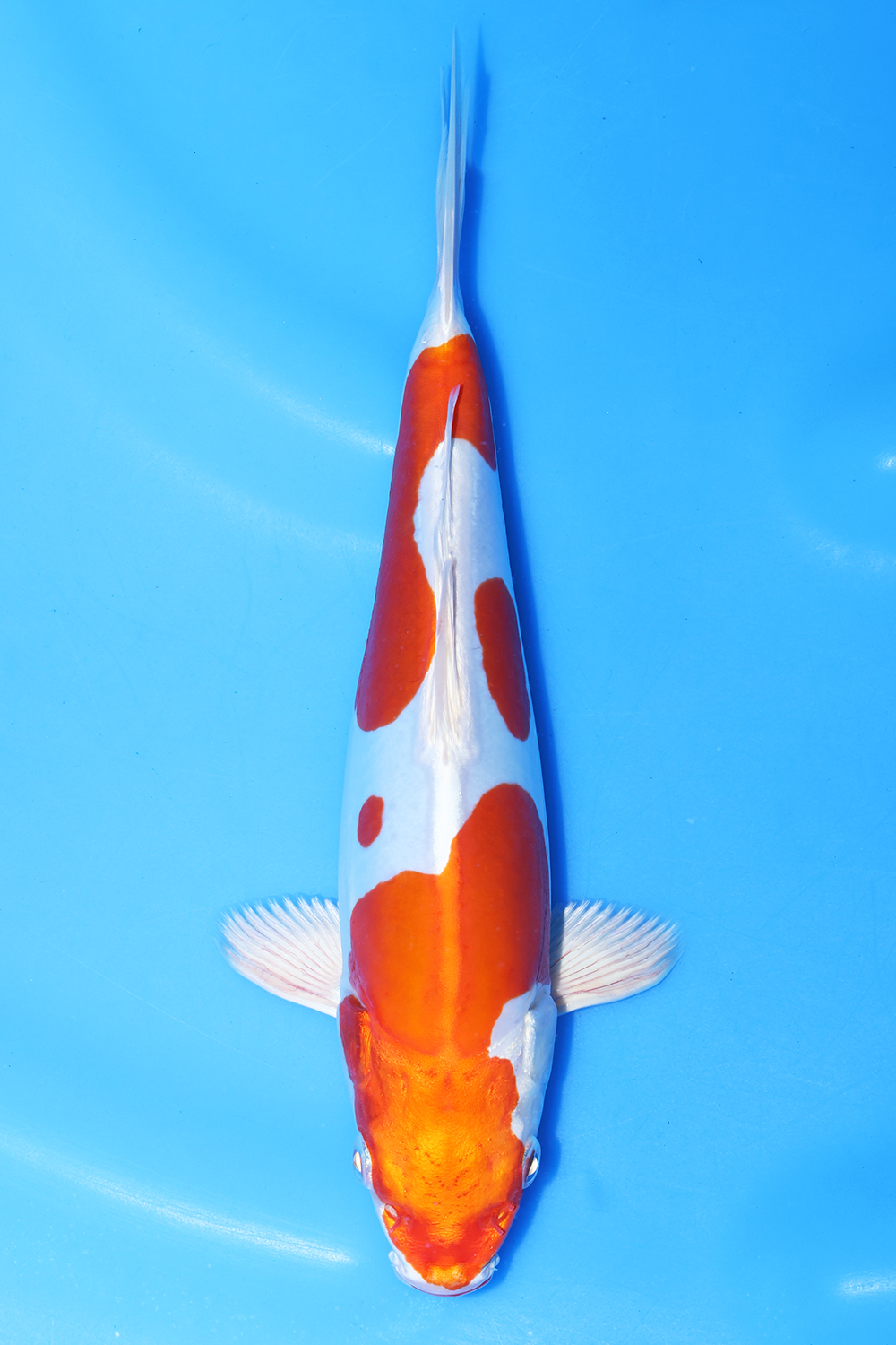 Kikusui