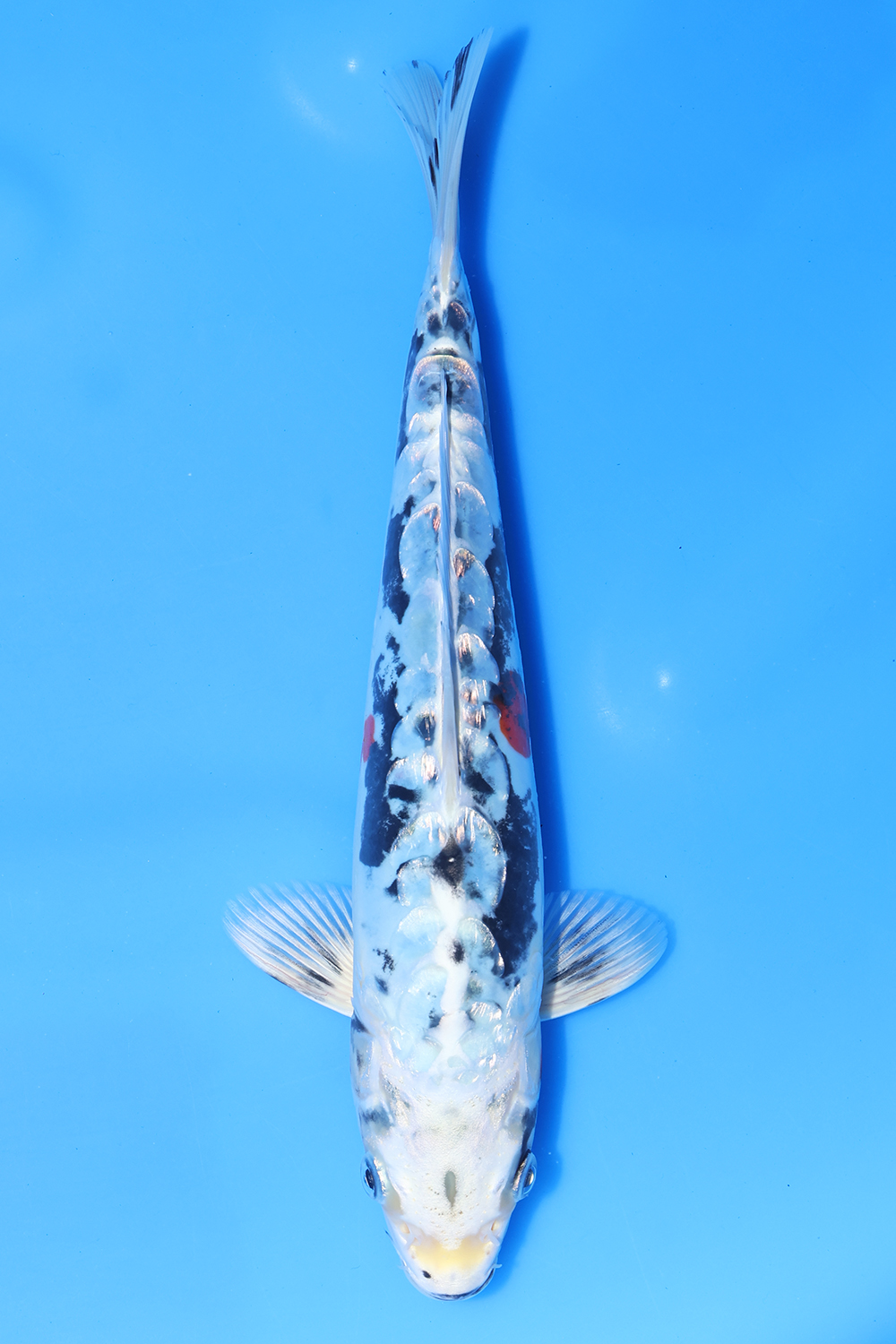 Aragoke Beni Kikokuryu
