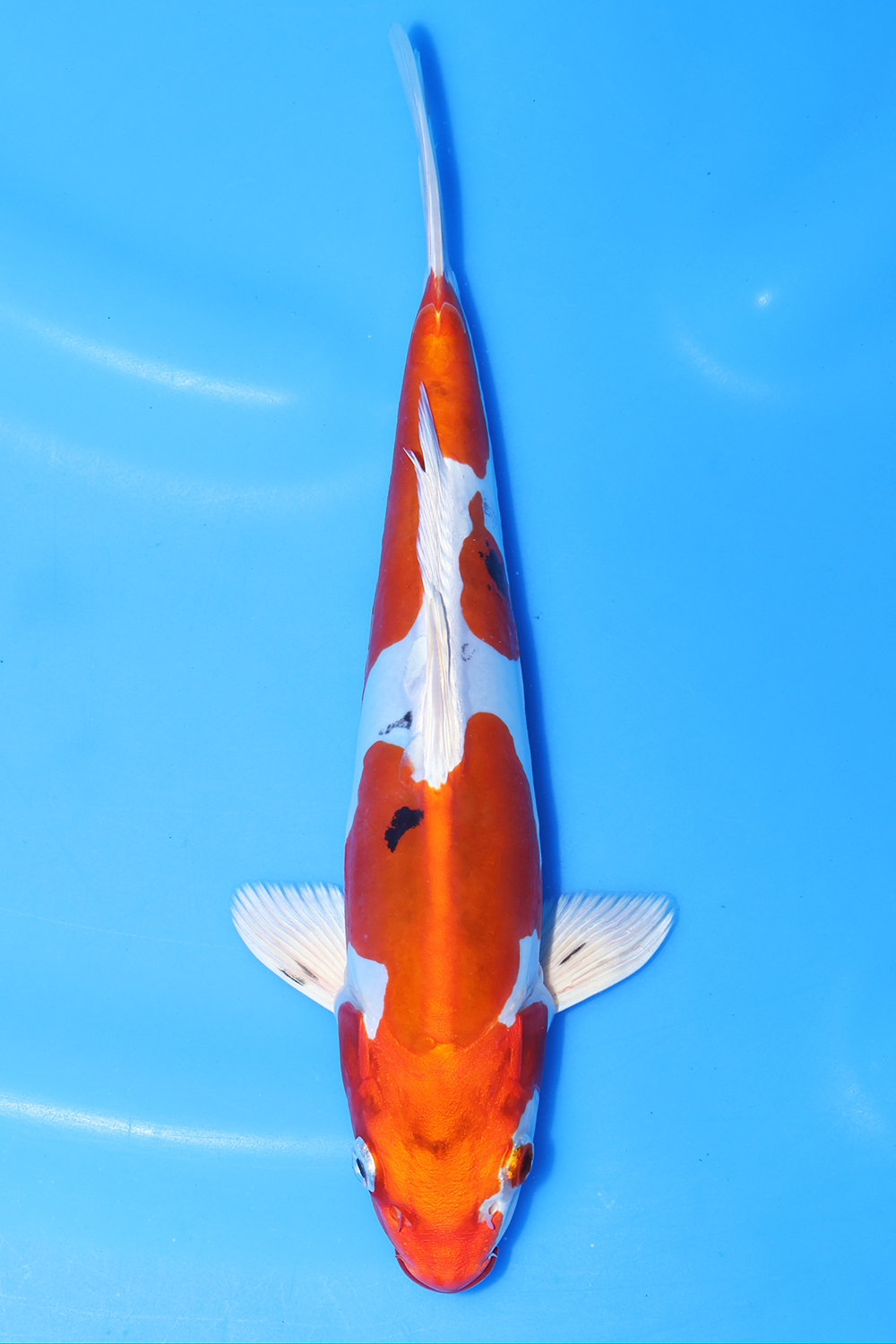 Yamatonishiki