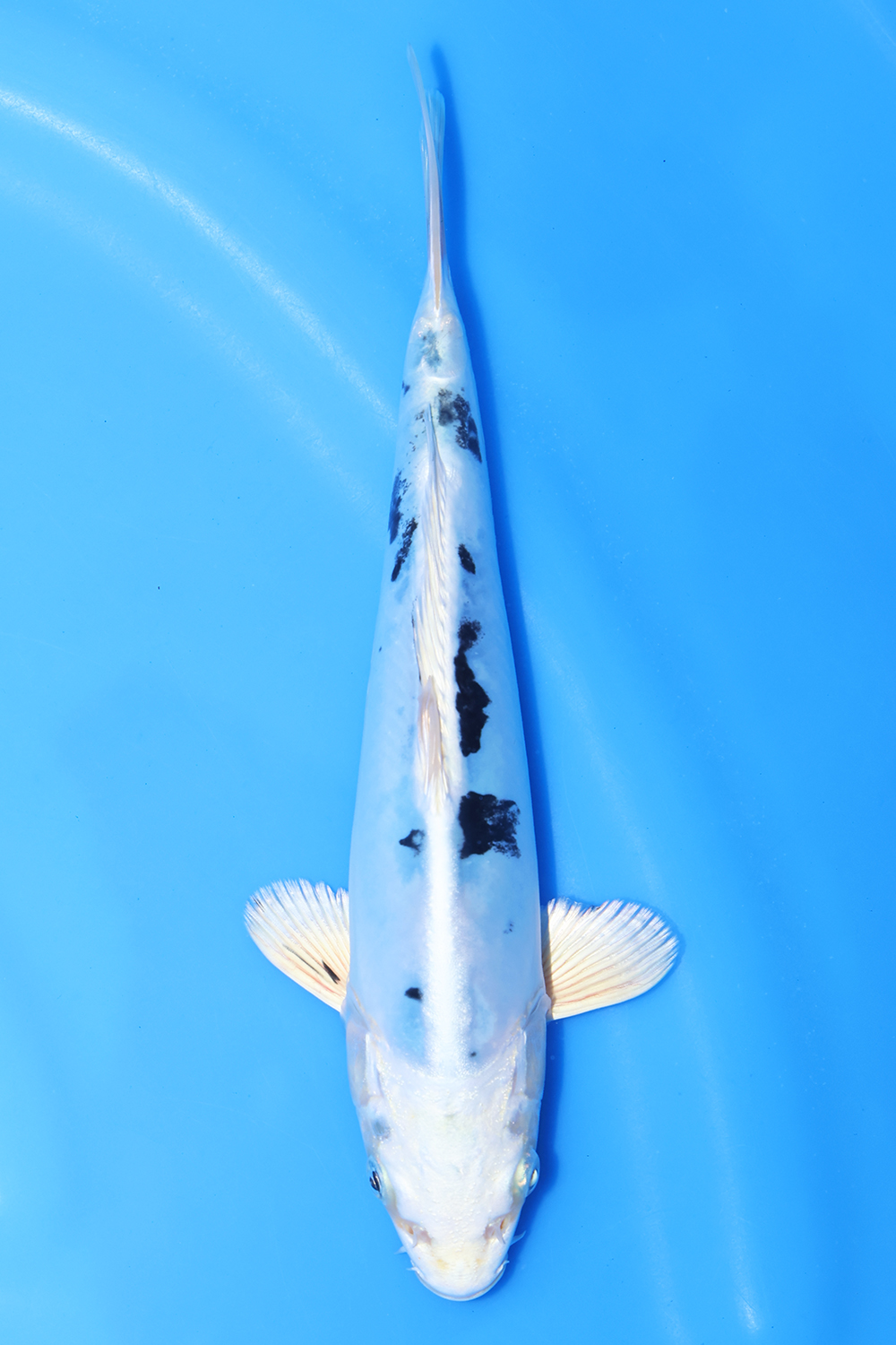 Hikari Bekko
