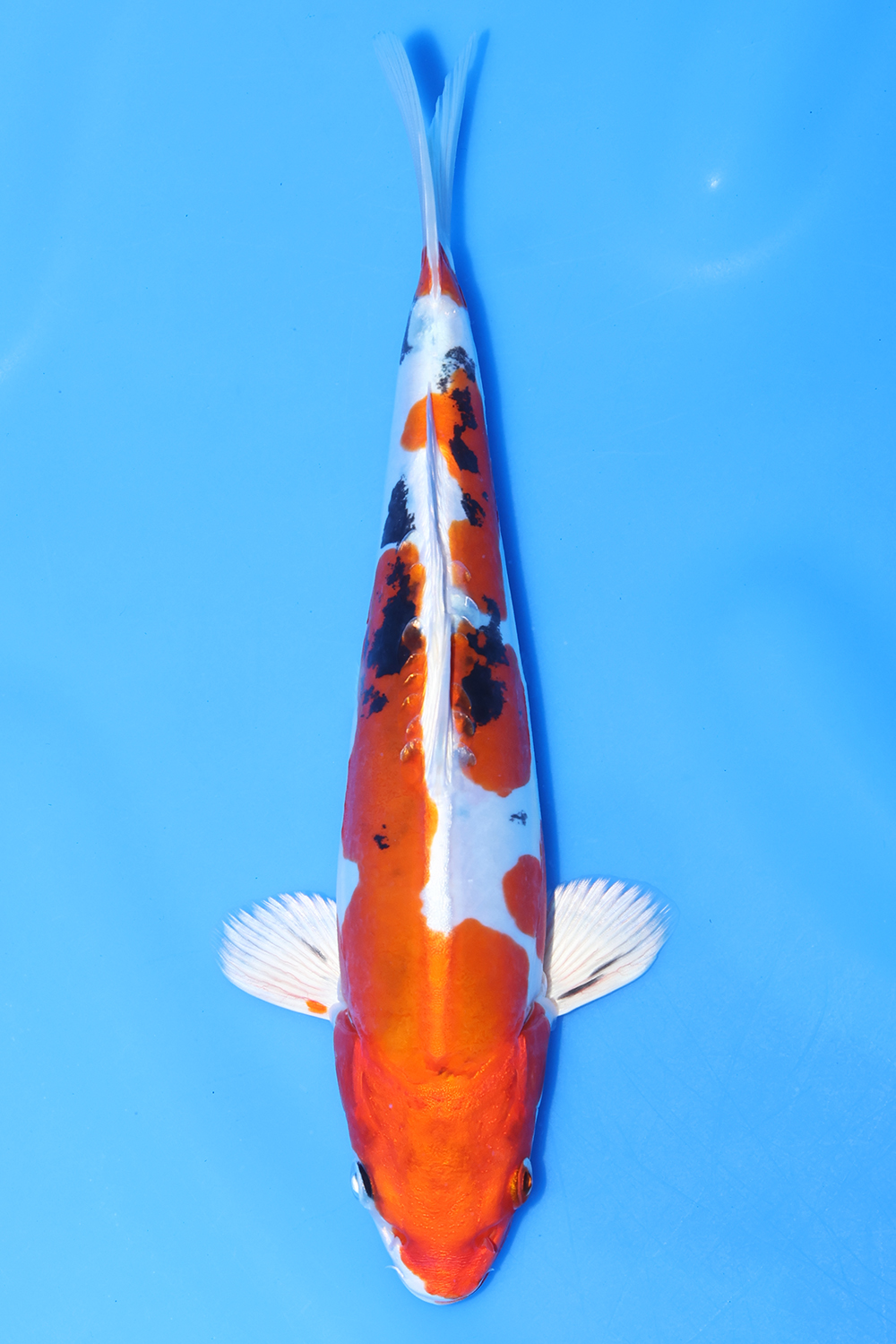 Yamatonishiki