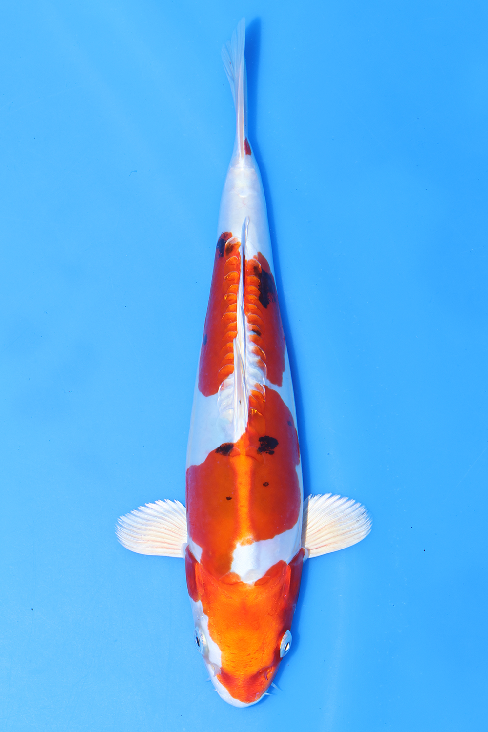 Yamatonishiki