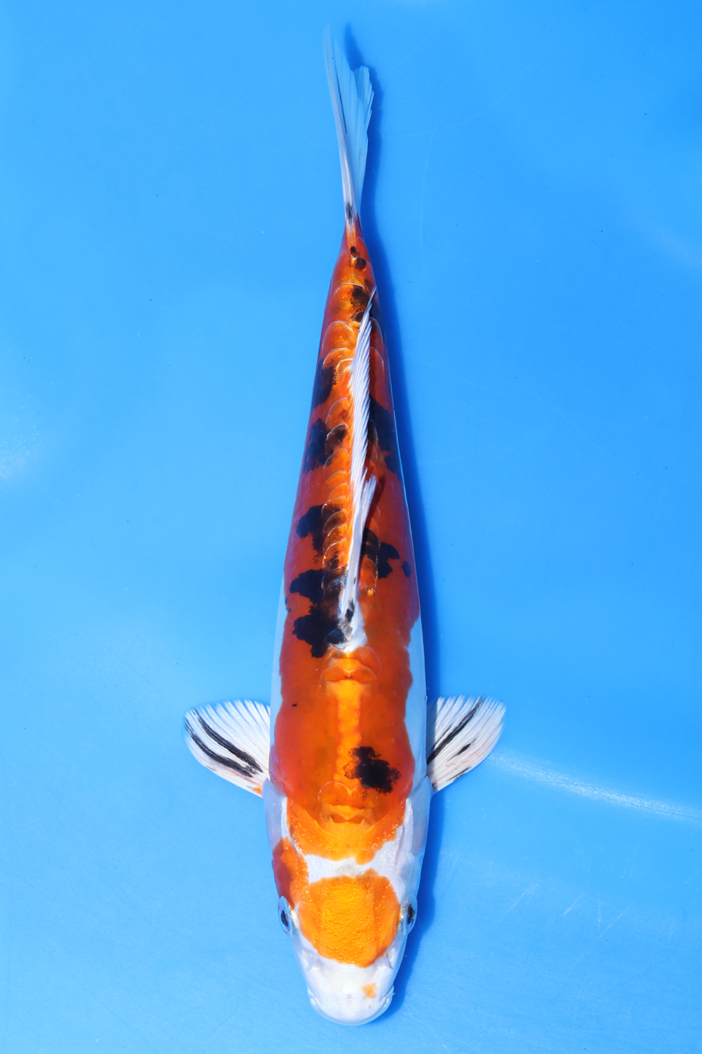 Yamatonishiki