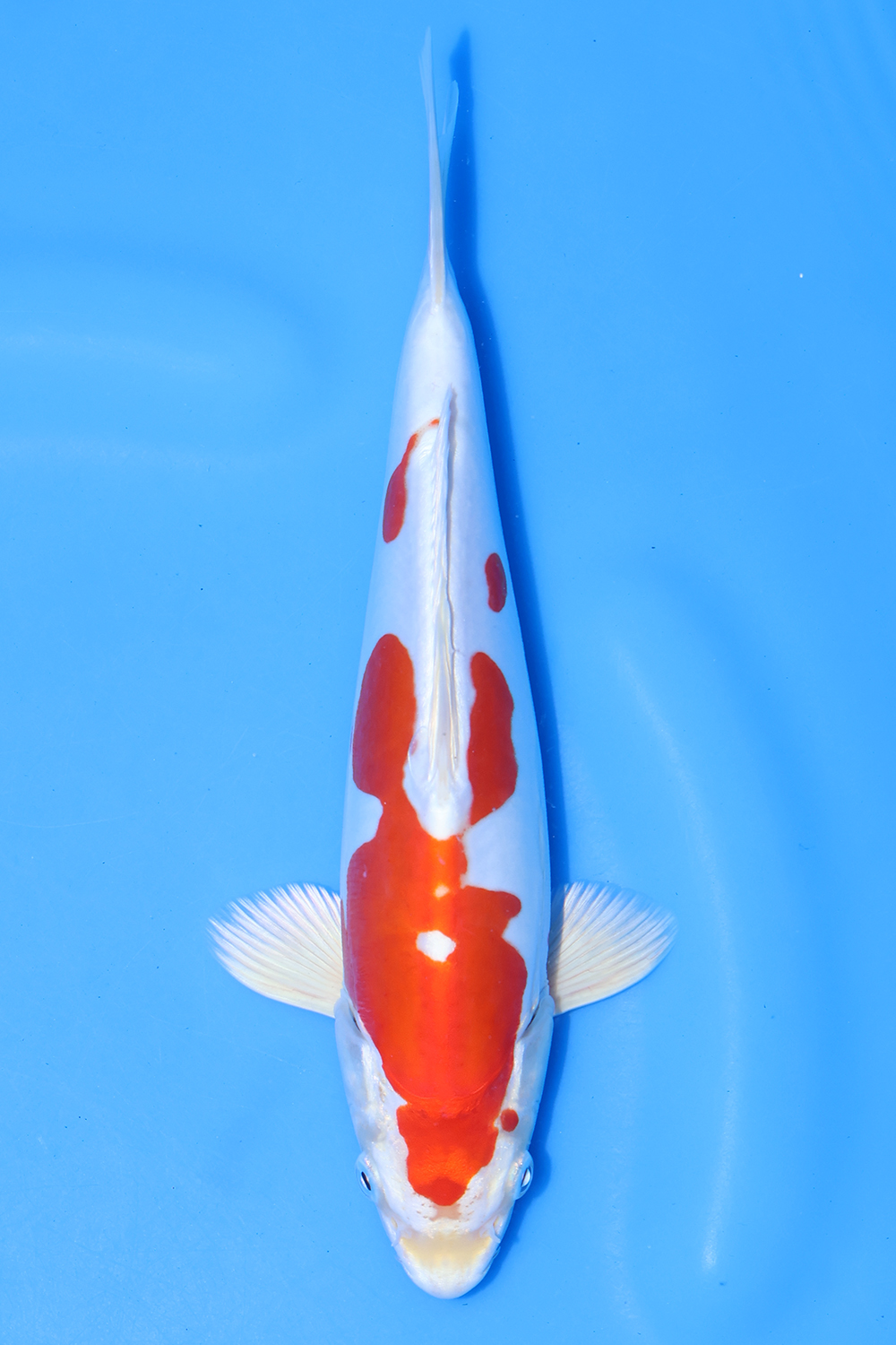Kikusui
