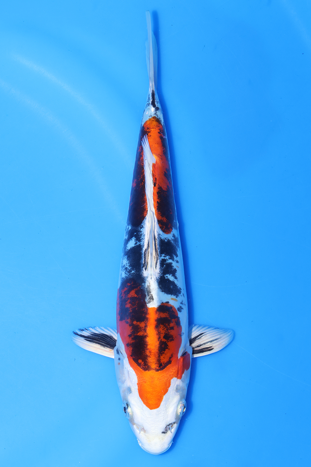 Beni Kikokuryu