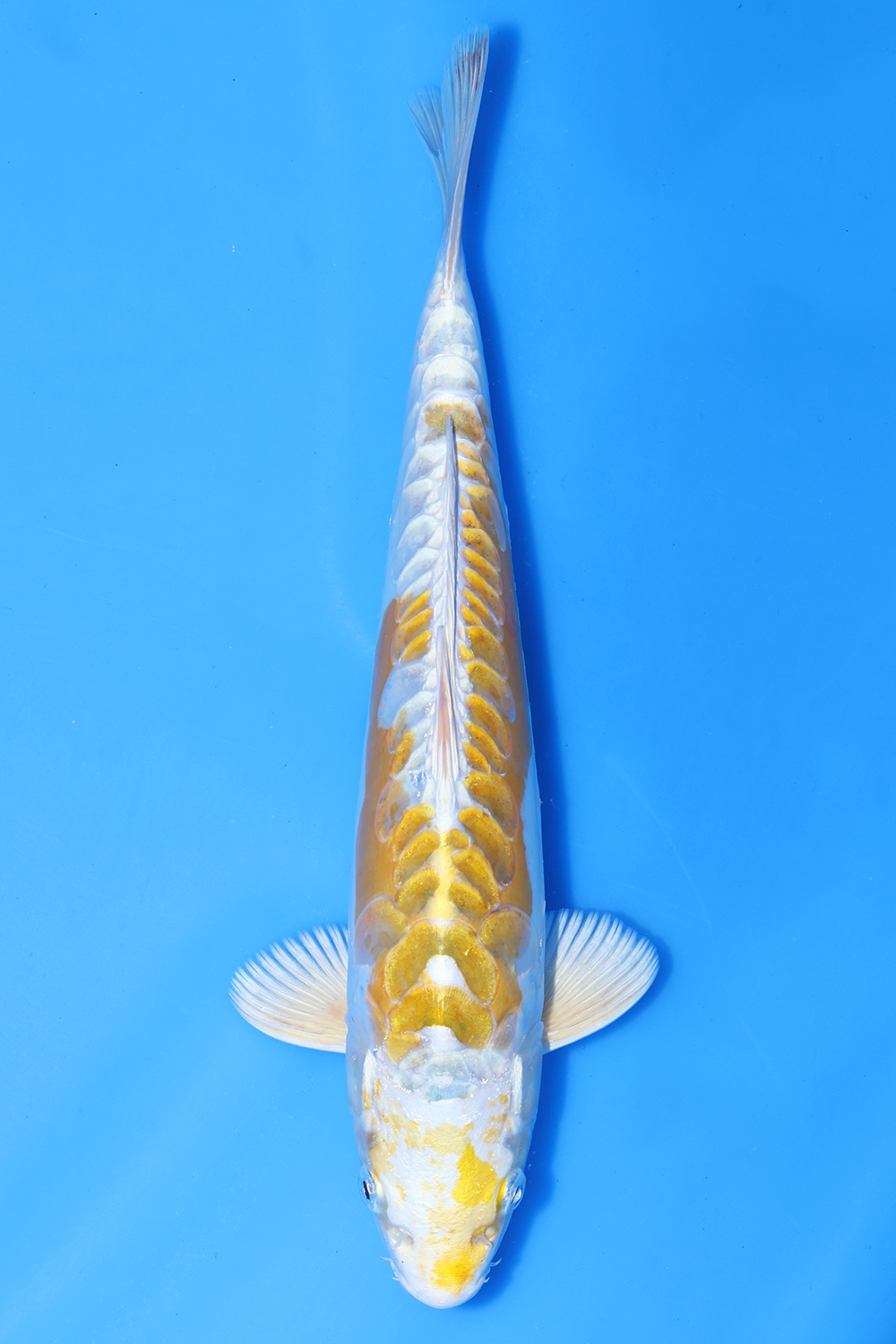 Hariwake