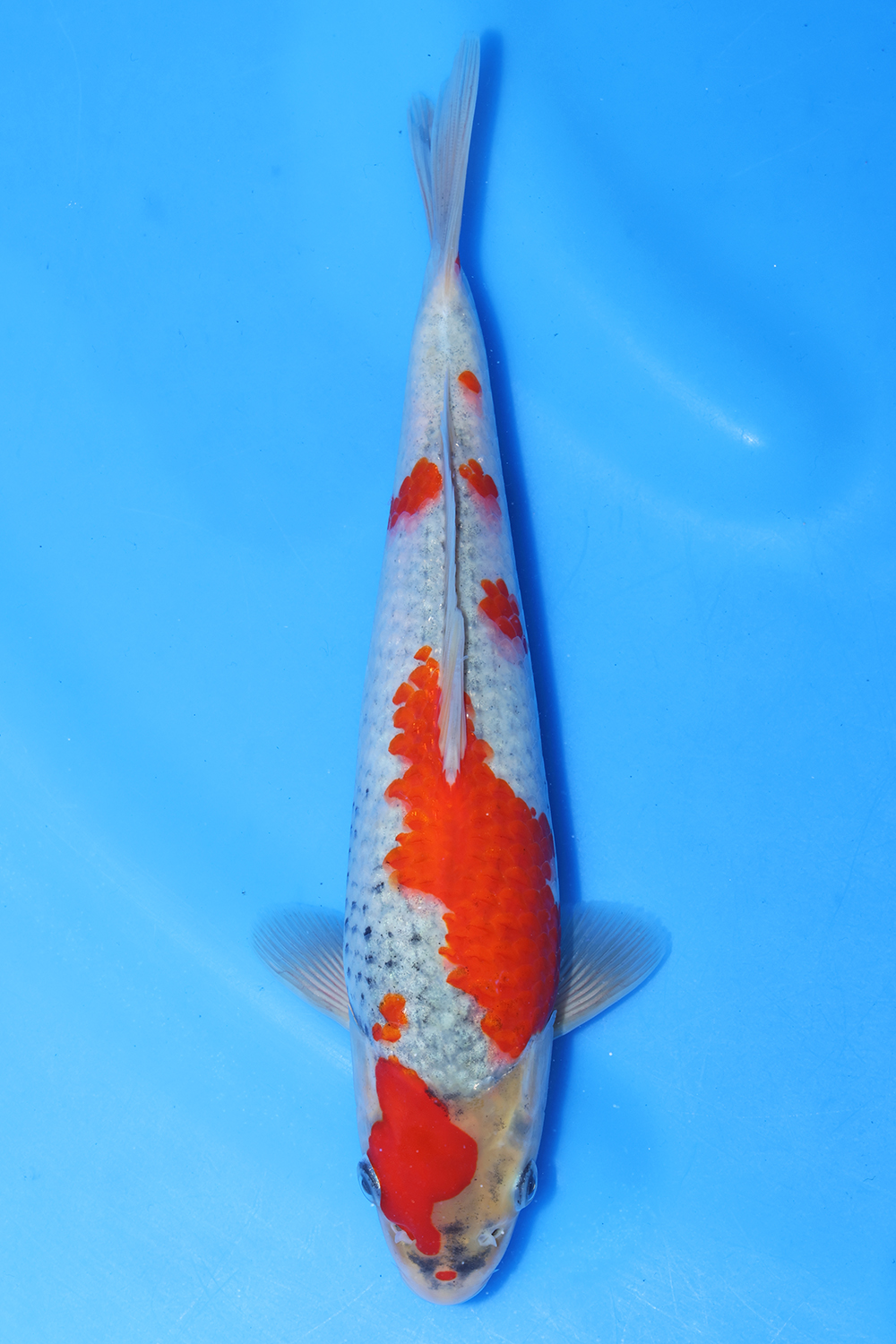 Goshiki
