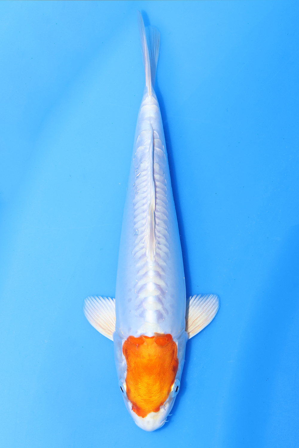 Tancho Kikusui