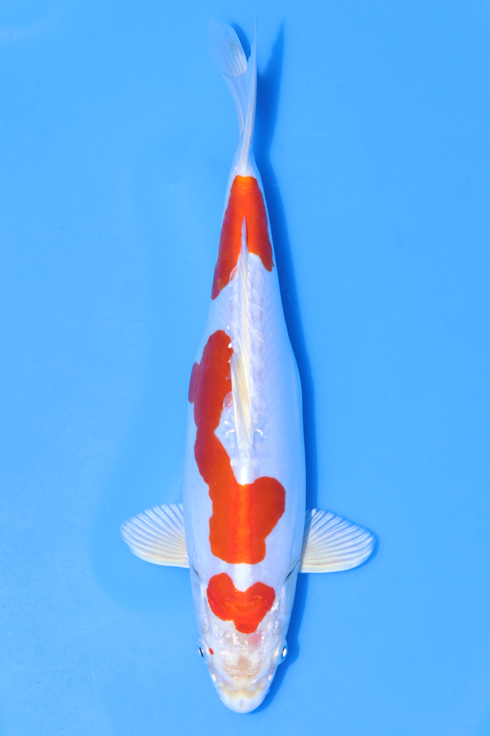 Kikusui