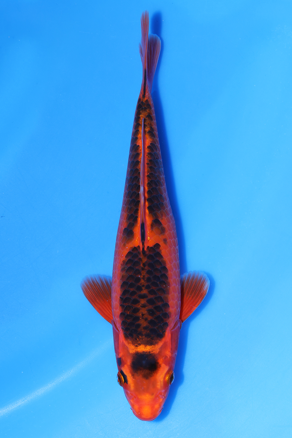 Marutan Kawarigoi
