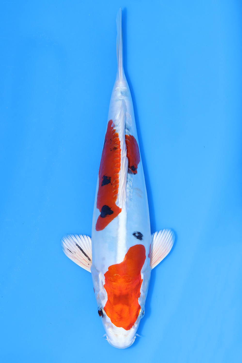 Yamatonishiki