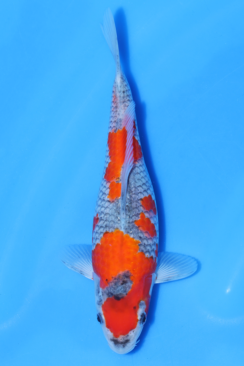 Goshiki
