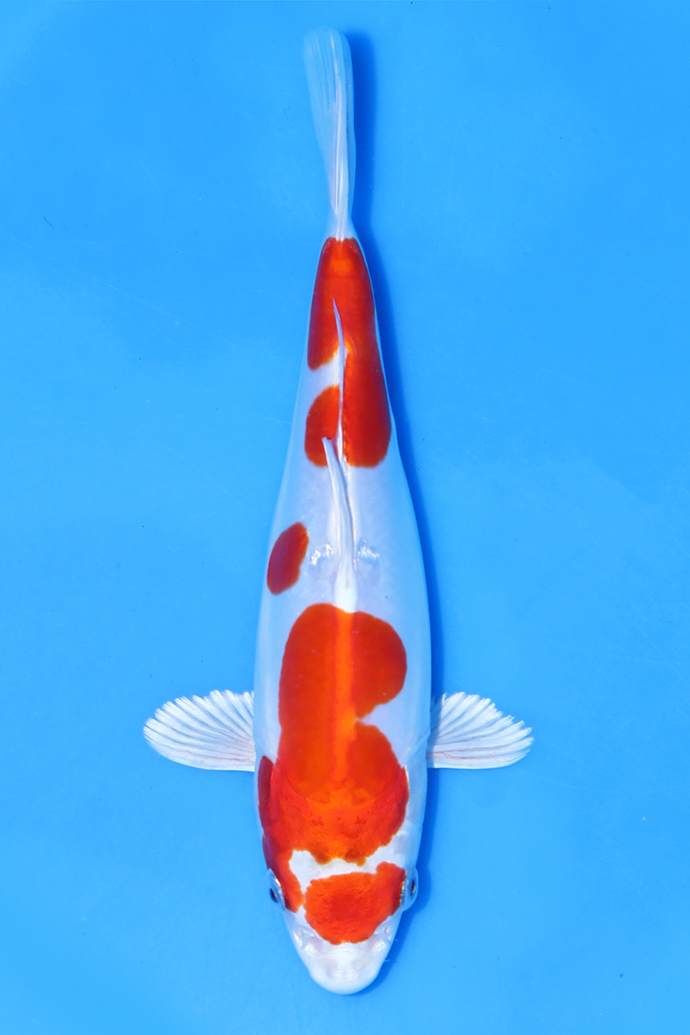 Kikusui