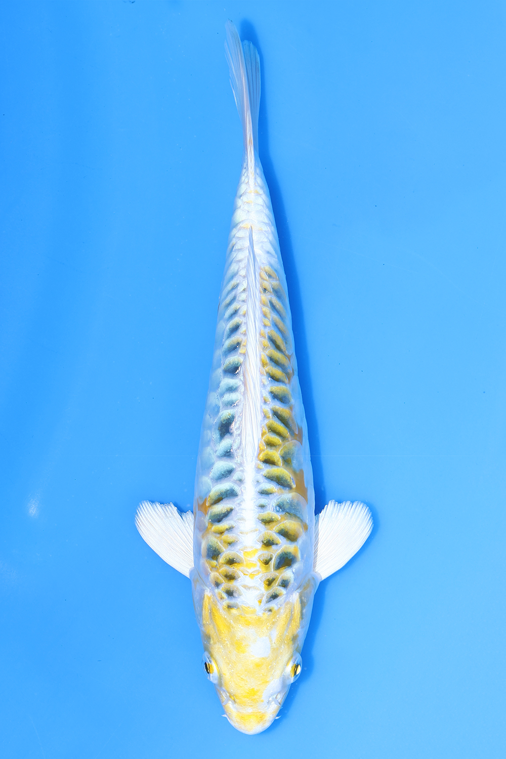 Yellow Dragon