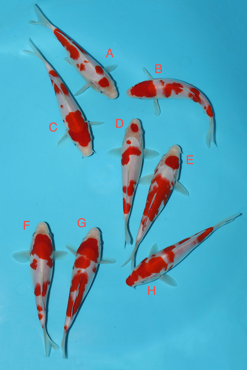Maruyama Kohaku