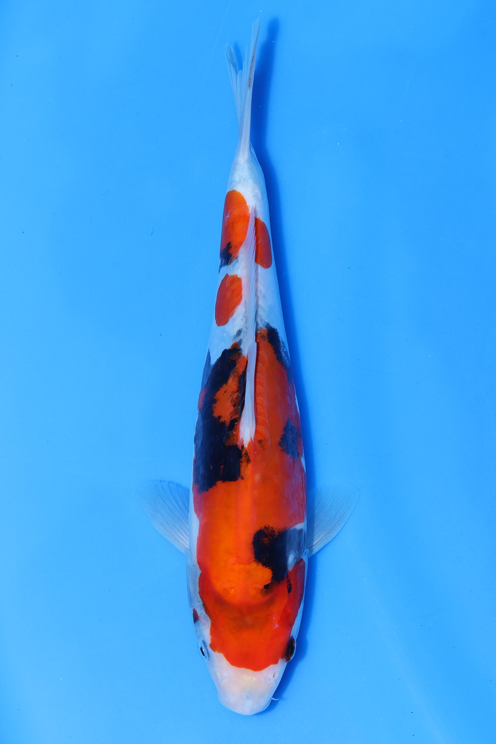 Doitsu Showa
