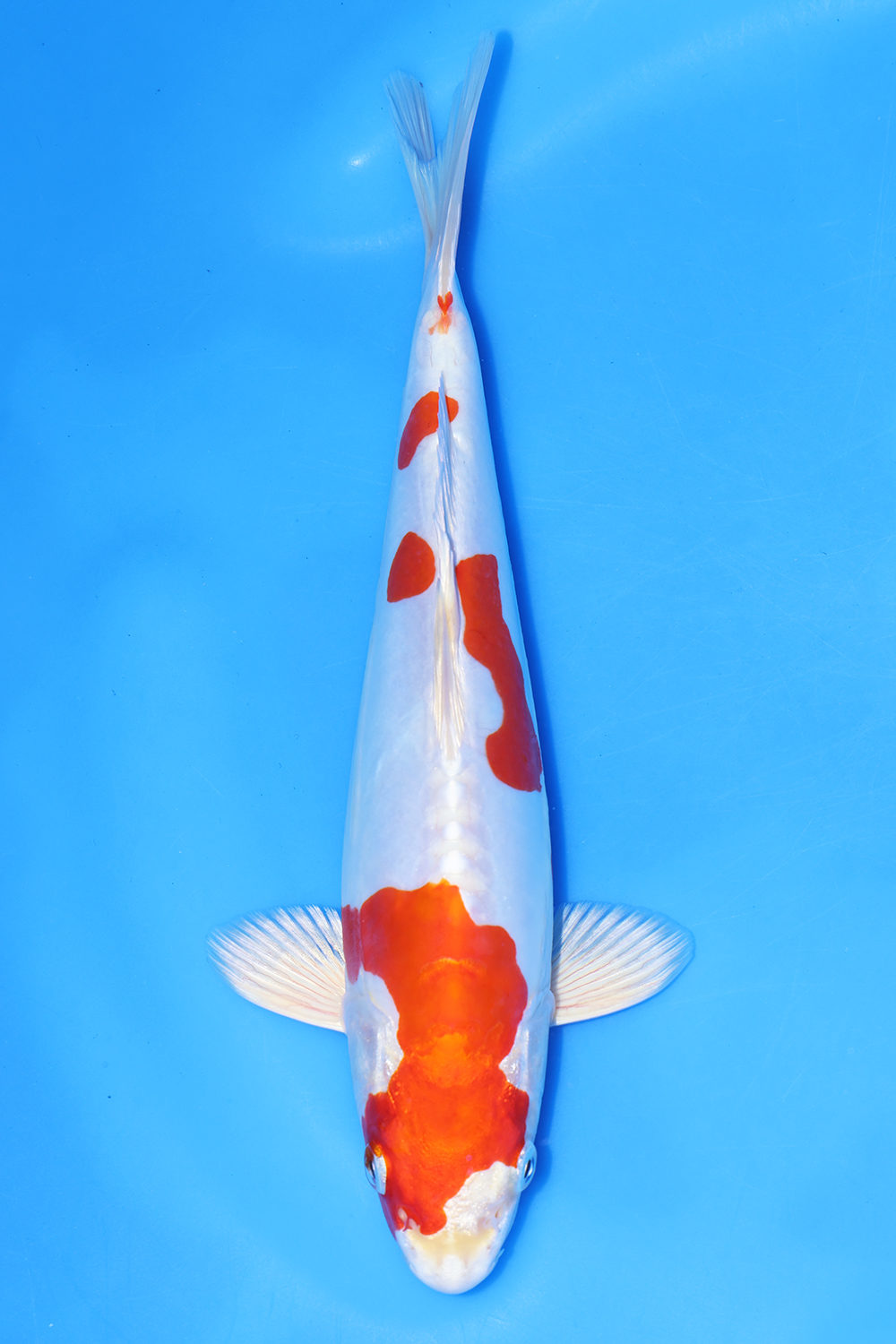 Kikusui