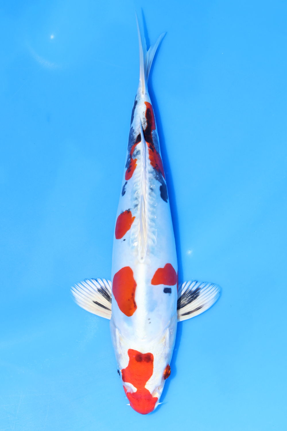 Beni Kikokuryu